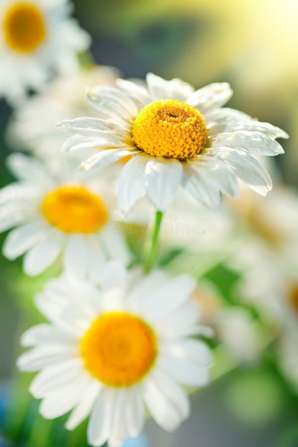 Beautiful Field Camomile In A Garden Summer Flowers Summer Background