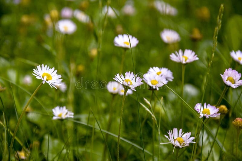 Beautiful field of daisies, summer day. Herb plants in meadow. Floral, nature. White daisies grow and smell. Chamomile background royalty free stock image Beautiful field of daisies, summer day. Herb plants in meadow. Floral, nature. White daisies grow and smell. Chamomile background royalty free stock image