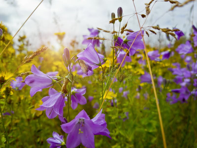 Beautiful field of wild flowers on a summer day. Purple bells and small yellow flowers in the distance. Spring frame. Selective royalty free stock photo Beautiful field of wild flowers on a summer day. Purple bells and small yellow flowers in the distance. Spring frame. Selective royalty free stock photo