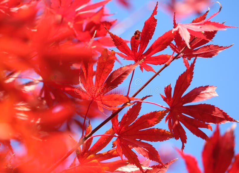 Beautiful fiery fall colour; Red maple leaves against a background of blue sky. Selective focus, loooking through leaves. Beautiful fiery fall colour; Red maple leaves against a background of blue sky. Selective focus, loooking through leaves