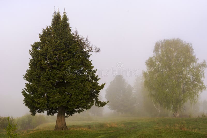 Beautiful Fir Tree In The Fog Stock Photo Image Of Awesome
