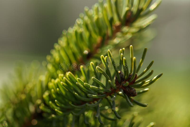 Beautiful Fir Tree with Green Branches Outdoors, Closeup Stock Photo