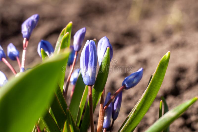 Beautiful first spring flowers crocuses bloom stock photos