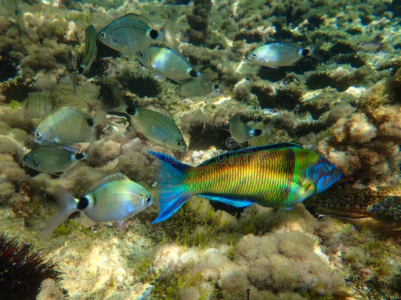 Varied Underwater Fish In The Mediterranean Sea. Under The Sea