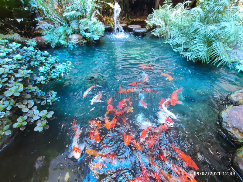 Beautiful fish in kuching stock photo. Image of aquarium 241412664