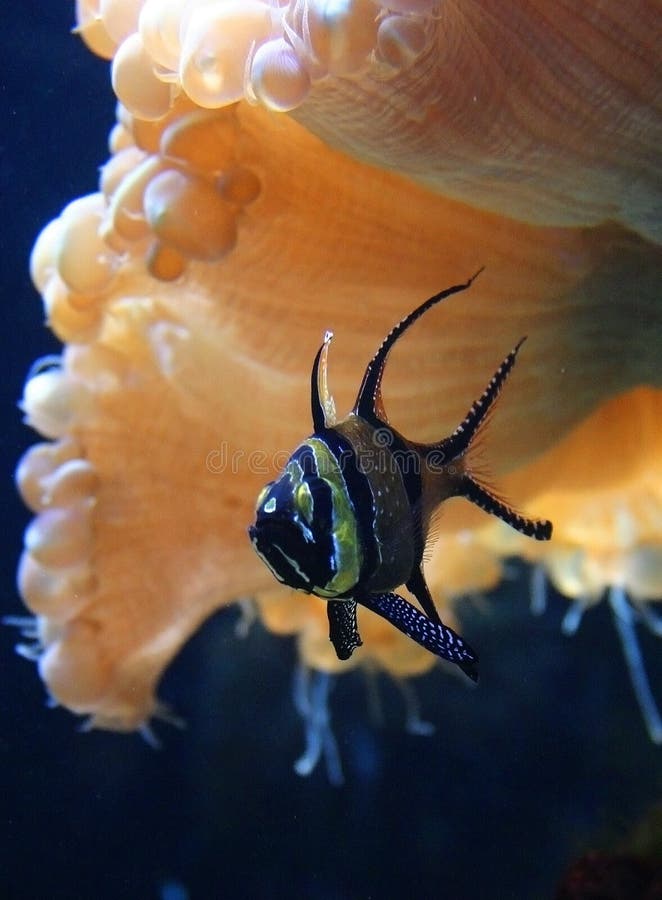 Beautiful fish in a marine aquarium stock image Beautiful fish in a marine aquarium stock image