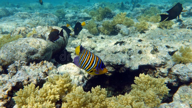 Beautiful Fish on the Reefs of the Red Sea. Stock Photo - Image of ...