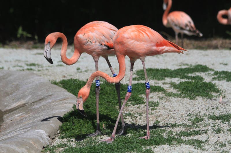 Beautiful flamingo bird royalty free stock photo