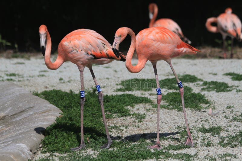 Beautiful flamingo bird royalty free stock image