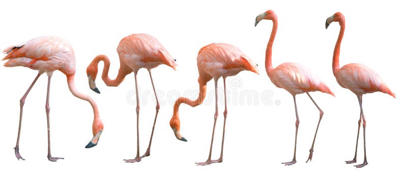 Beautiful flamingo bird isolated royalty free stock photos