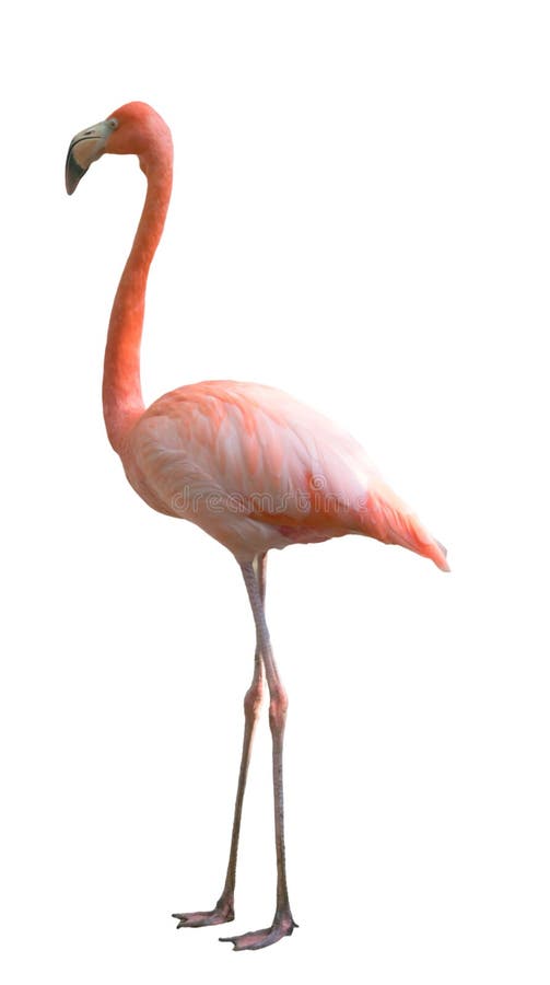 Flamingo bird isolated royalty free stock images