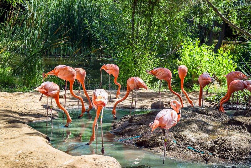 Beautiful flamingo birds standing in water pond at city zoo