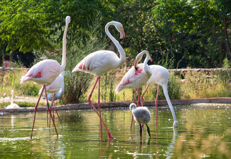 Beautiful flamingo family with a baby bird in the national park on the pond