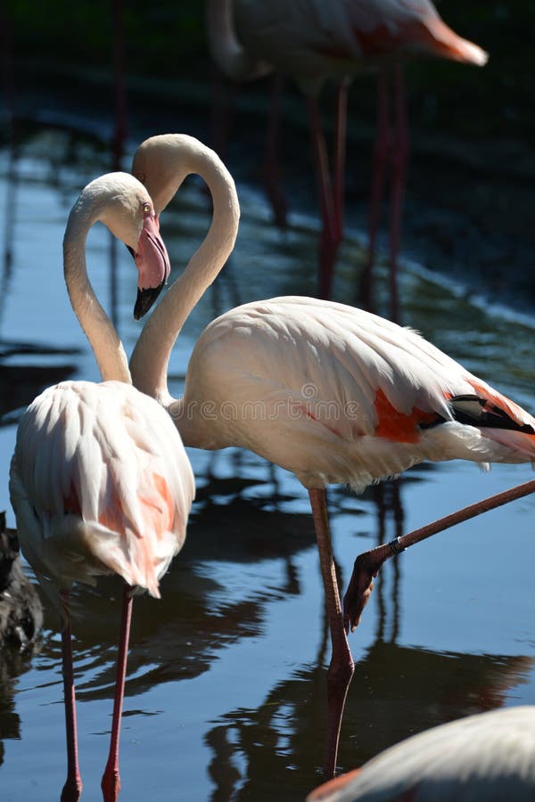 Beautiful flamingos standing in the middle of the pool look at each other stock photos