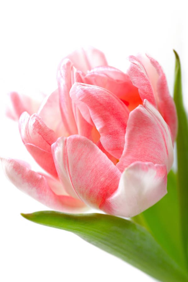 Beautiful floral background with pink tulip