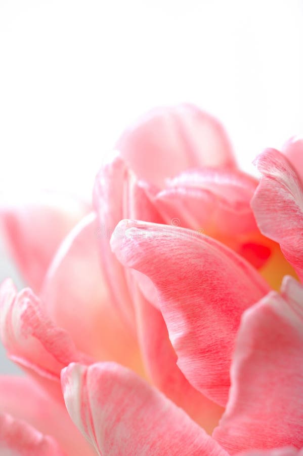 Beautiful floral background with pink tulip