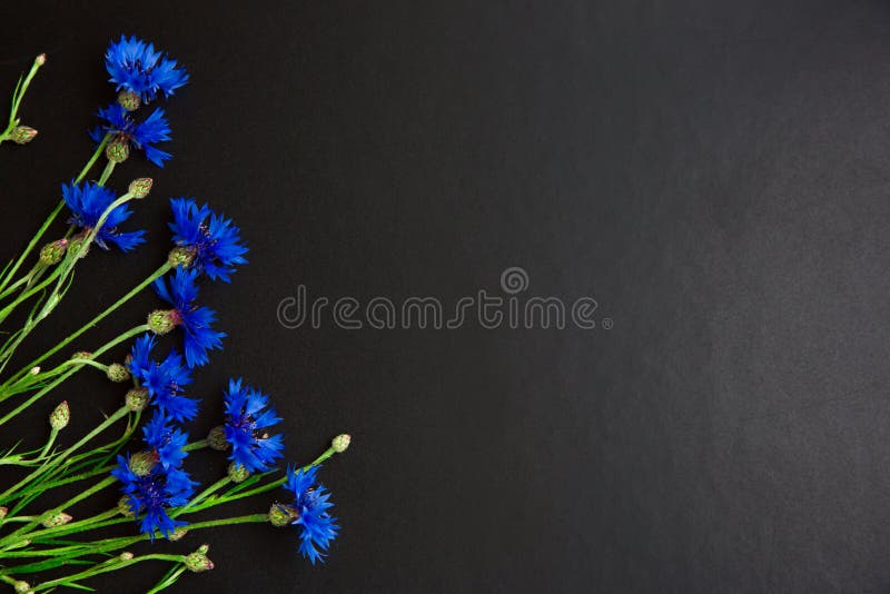 Beautiful Floral black background with Blue Cornflowers