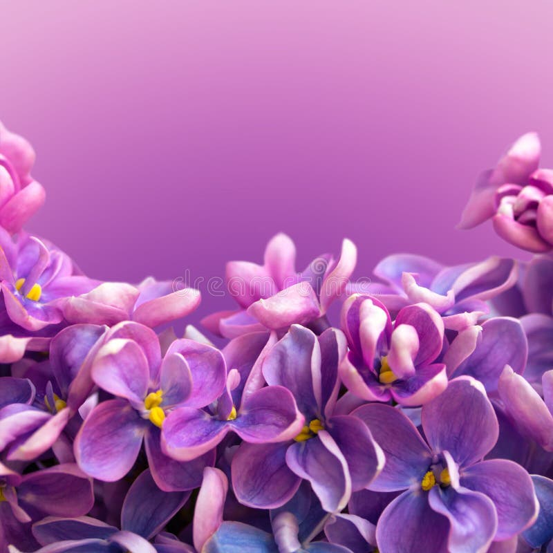 Beautiful floral border with lilac flowers close up.