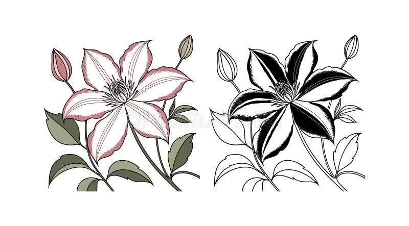 Beautiful Clematis Flower Floral Design royalty free illustration