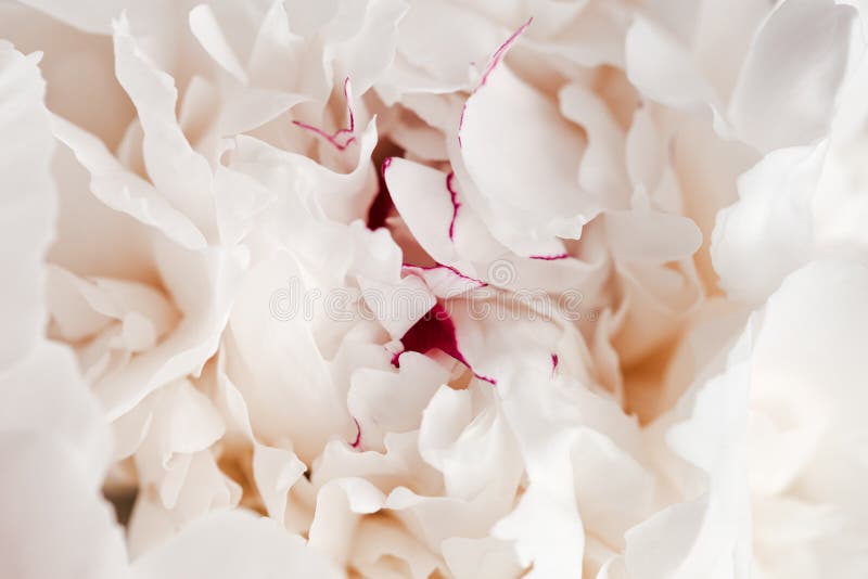 Beautiful floral nature background from white peony. Tender flower petals close up. Natural flowery backdrop