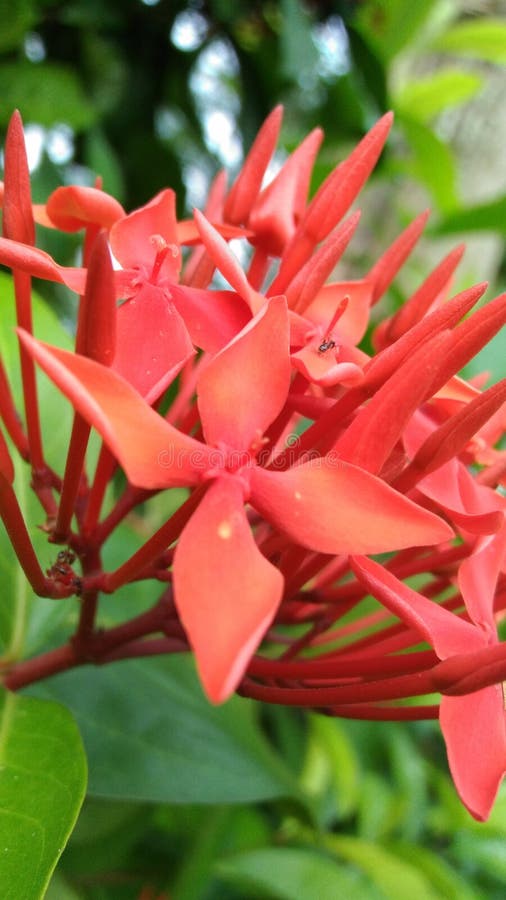 Assamese Flower Chart