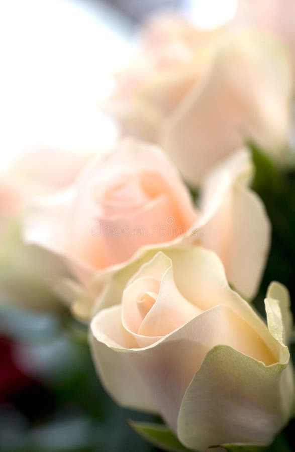 Beautiful flower background royalty free stock image