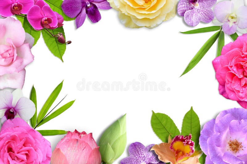 Beautiful flower blossom and leaf frame isolate on white background