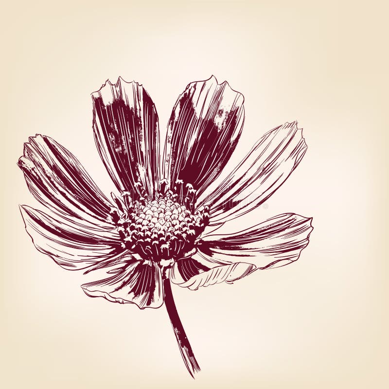 Daisy Vector Illustration Hand Drawn Painted Stock Vector ...