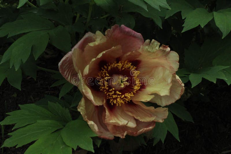 Beautiful flower in dusk stock photo. Image of flower 171681214