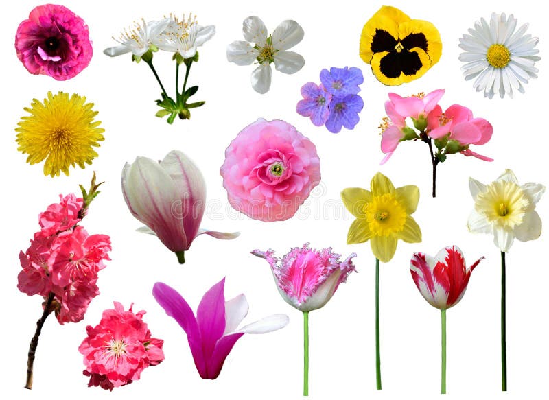 Spring flowers collection