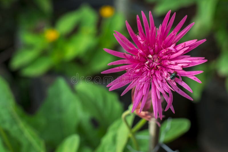 Fly on the flower bloom stock photo. Image of collection 109999690