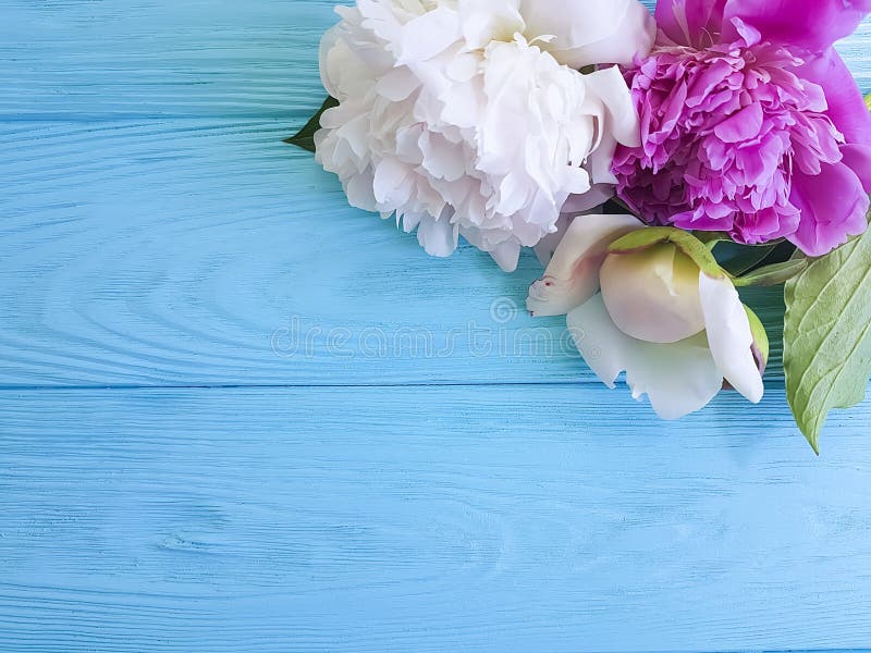 Beautiful flower fresh peonies romance blossom bridal card a blue wooden background, summer frame