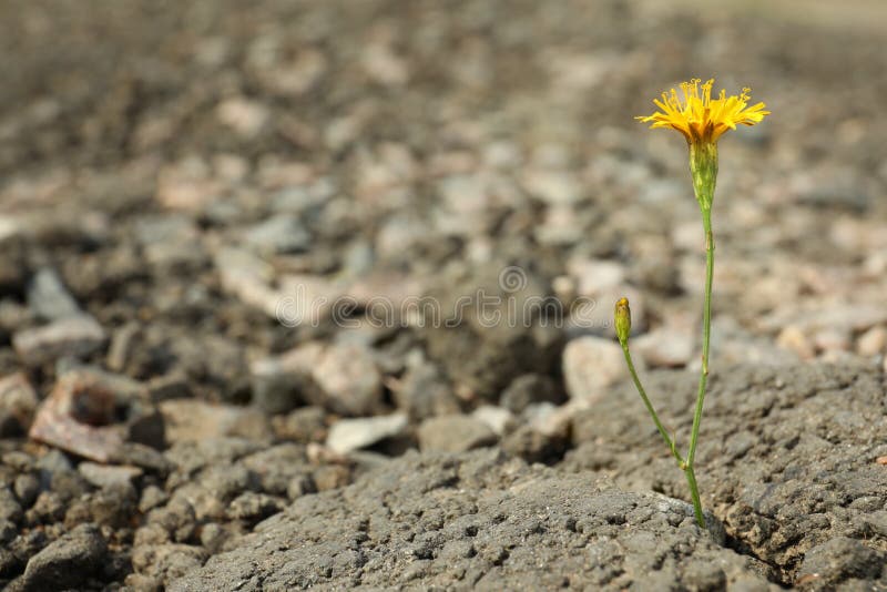 Beautiful Flower Growing in Dry Soil, Space for Text. Hope Concept