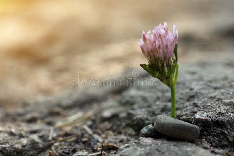 Beautiful Flower Growing in Dry Soil, Space for Text. Hope Concept Stock Photo Image of bloom