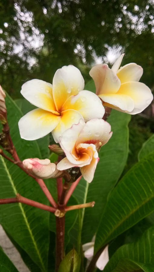 155 Kaner Flower Stock Photos Free & RoyaltyFree Stock Photos from