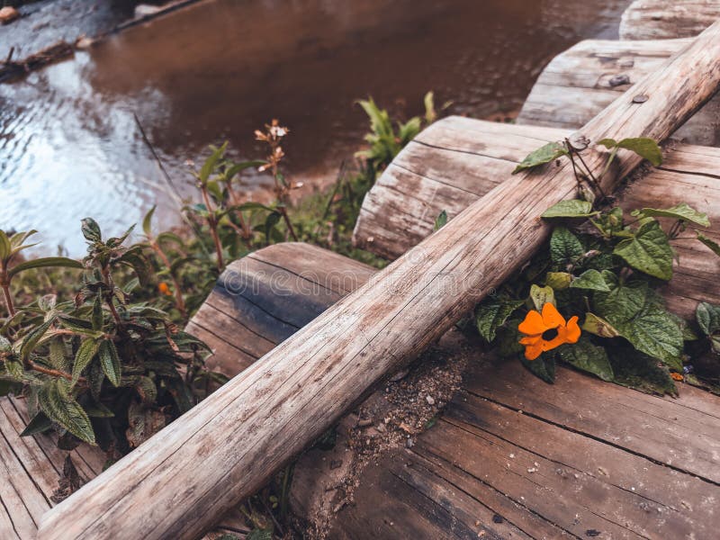 Beautiful flower landing on a wooden bridge