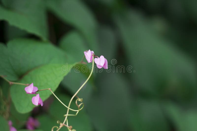 Beautiful Flower that Looks Like a Heart Stock Photo Image of card