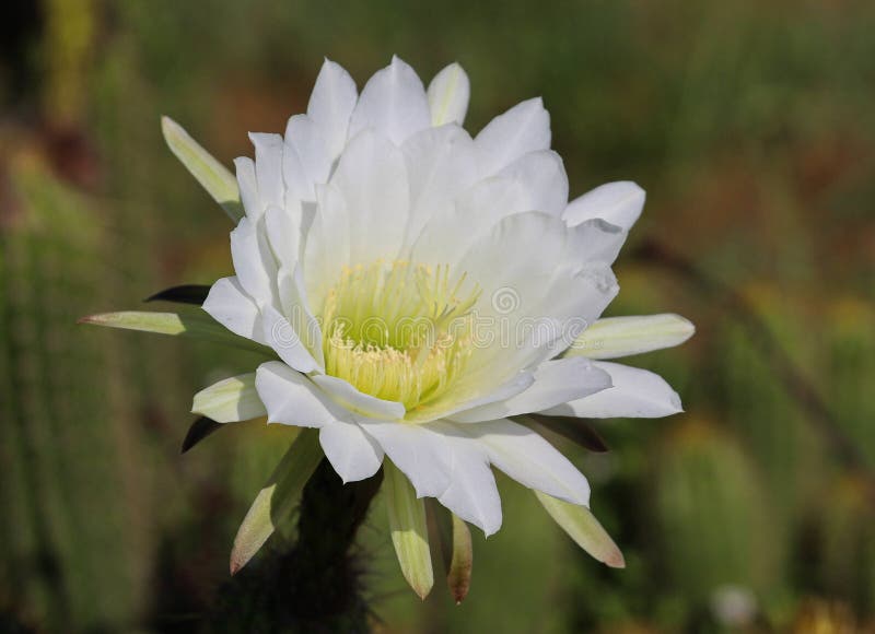 Big white cactus flower stock photo. Image of outdoors 194956758