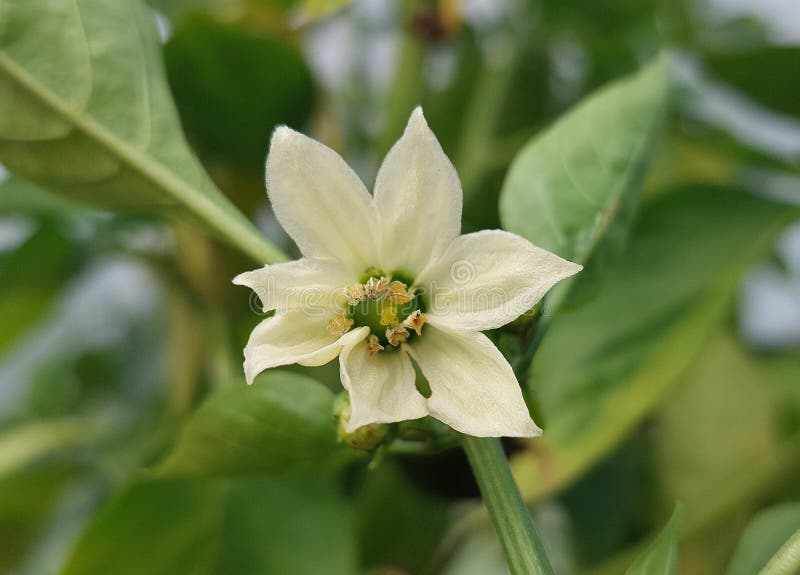 Flower of paprika stock image. Image of flower, greenhouse 261035581