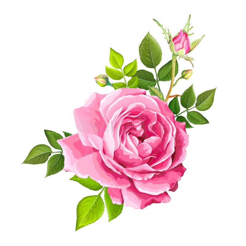 Lovely rose flower stock vector. Illustration of green - 133795189