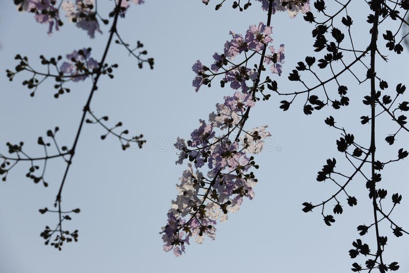 Beautiful Flower Queens CrapeMyrtle Flower Blooming Soft Focus Stock