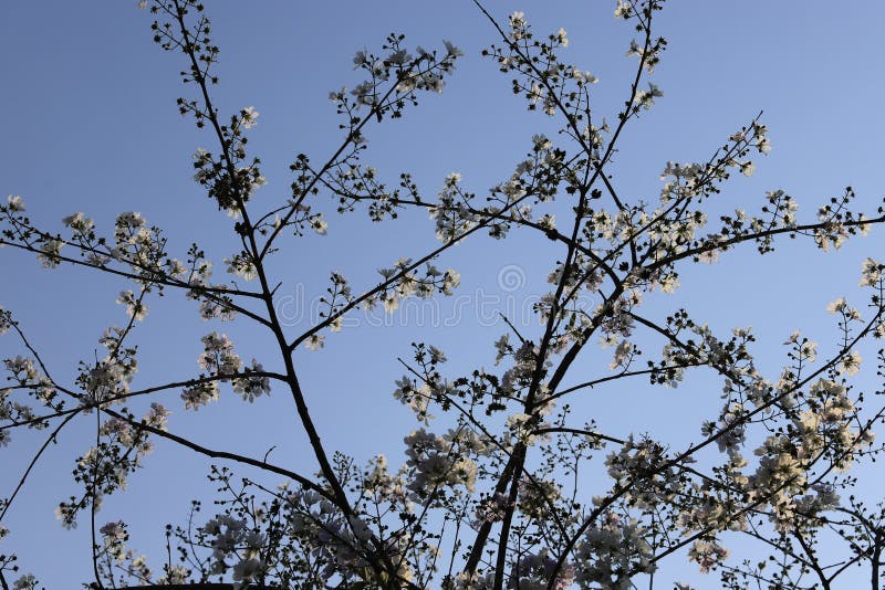 Beautiful Flower Queens CrapeMyrtle Flower Blooming Soft Focus Stock