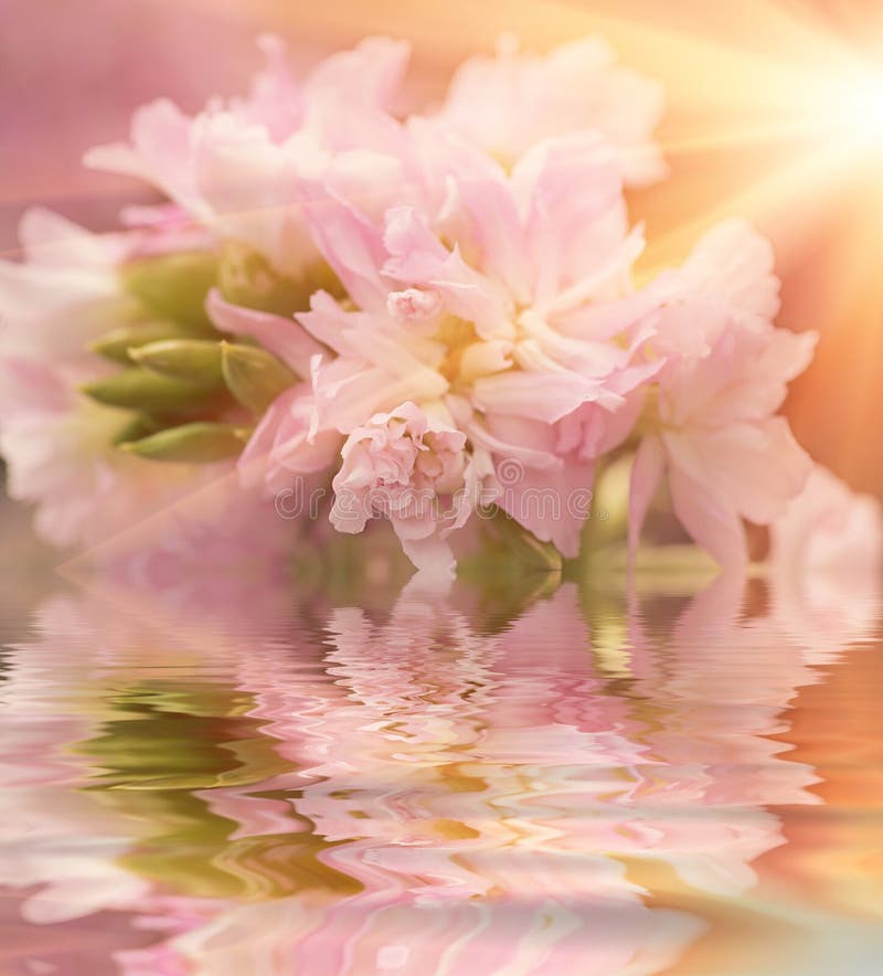 Beautiful flower is in the rays of light, blured and colored reflection in water