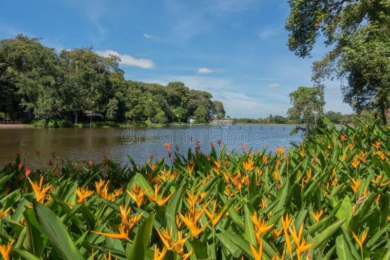 The beautiful river flower stock image. Image of petal 61678969