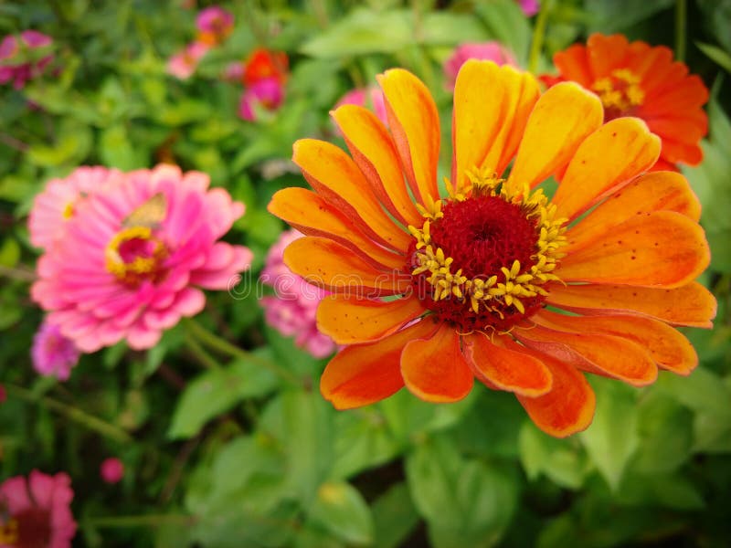 Beautiful Orange Flower in a Selective Focus Stock Photo - Image of ...
