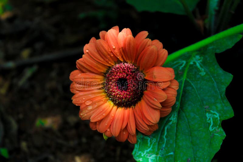 Beautiful Flower in Sri Lanka Jungle Stock Image Image of flower