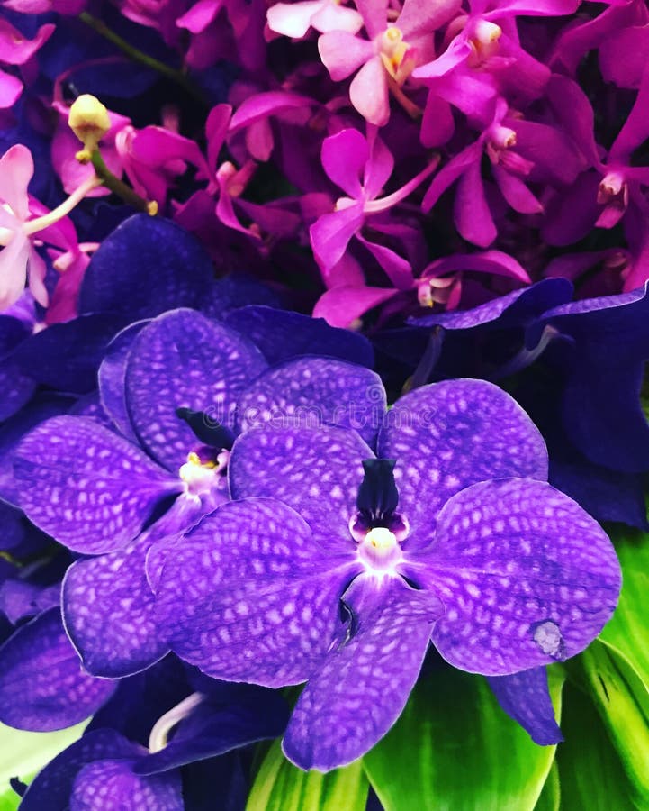 Beautiful flower stock image. Image of shop, gallery 101020271