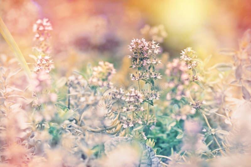 Beautiful flower of thyme stock image. Image of beautiful 42867007