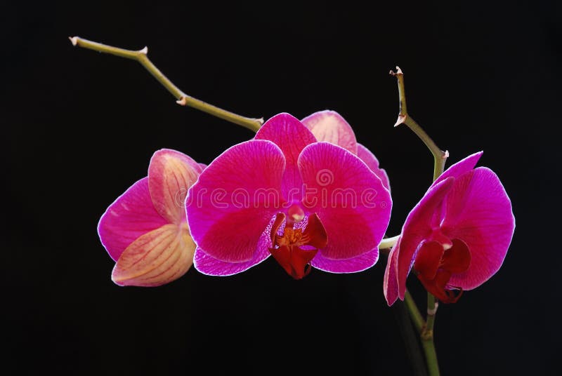 Beautiful flower to orchids