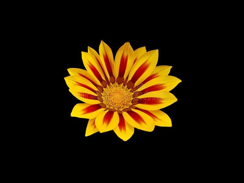 Beautiful flower of two colors, red wine and intense yellow. royalty free stock images Beautiful flower of two colors, red wine and intense yellow. royalty free stock images